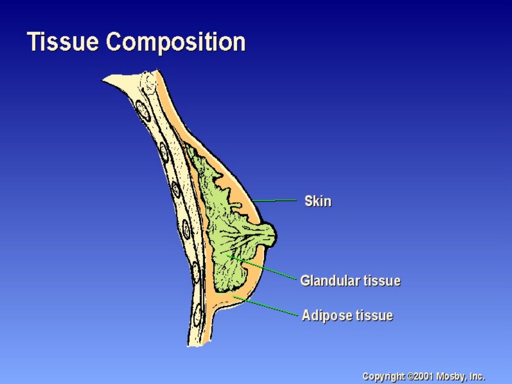 breast anatomy and physiology breast anatomy and physiology