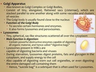  Golgi Apparatus
 Also known as Golgi Complex or Golgi Bodies,
 Consist of tiny, elongated, flattened sacs (cisternae), which are
stacked parallel to one another along with some vacuoles and clusters
of vesicles
 The Golgi body is usually found close to the nucleus
 Function of the Golgi Body
 To secrete certain hormones and enzymes.
 It also forms lysosomes and peroxisomes.
 Lysosomes
 Tiny, spherical, sac-like structures scattered all over the cytoplasm
 Main function is digestion:
 Contain powerful destructive enzymes capable of digesting
all organic material, and hence called “digestive bags”
 Lysosomes present in WBCs are
capable of digesting bacteria and viruses
 During starvation, lysosomes digest proteins, fats and glycogen in the
cytoplasm, and supply energy to the cell
 Also capable of digesting worn out cell organelles, or even digesting
the entire damaged cell containing them
 Hence, “suicide bag” is a sobriquet that is often used for Lysosomes.
 