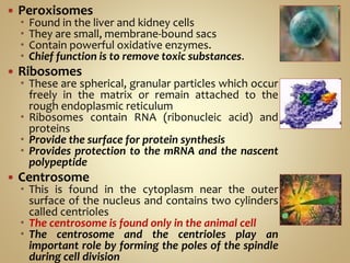  Peroxisomes
 Found in the liver and kidney cells
 They are small, membrane-bound sacs
 Contain powerful oxidative enzymes.
 Chief function is to remove toxic substances.
 Ribosomes
 These are spherical, granular particles which occur
freely in the matrix or remain attached to the
rough endoplasmic reticulum
 Ribosomes contain RNA (ribonucleic acid) and
proteins
 Provide the surface for protein synthesis
 Provides protection to the mRNA and the nascent
polypeptide
 Centrosome
 This is found in the cytoplasm near the outer
surface of the nucleus and contains two cylinders
called centrioles
 The centrosome is found only in the animal cell
 The centrosome and the centrioles play an
important role by forming the poles of the spindle
during cell division
 