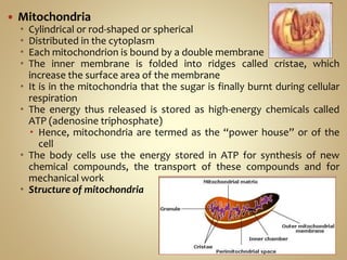  Mitochondria
 Cylindrical or rod-shaped or spherical
 Distributed in the cytoplasm
 Each mitochondrion is bound by a double membrane
 The inner membrane is folded into ridges called cristae, which
increase the surface area of the membrane
 It is in the mitochondria that the sugar is finally burnt during cellular
respiration
 The energy thus released is stored as high-energy chemicals called
ATP (adenosine triphosphate)
 Hence, mitochondria are termed as the “power house” or of the
cell
 The body cells use the energy stored in ATP for synthesis of new
chemical compounds, the transport of these compounds and for
mechanical work
 Structure of mitochondria
 