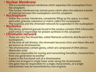  Nuclear Membrane
 This is a double-layered membrane which separates the nucleoplasm from
the cytoplasm.
 The nuclear membrane has minute pores which allow the selective transfer
of material between the nucleoplasm and the cytoplasm
 Nucleoplasm
 Within the nuclear membrane, completely filling up the space, is a clear,
semi-solid, granular substance or matrix called the nucleoplasm
 The nucleolus and the chromatin network lie suspended in the nucleoplasm
 Nucleolus
 This dense, spherical granule found in the nucleus contains RNA (ribonucleic
acid) which is responsible for protein synthesis in the cytoplasm
 Chromatin network
 These are very fine thread-like, coiled filaments uniformly distributed in the
nucleoplasm.
 At the time of cell division, the chromatin becomes thick and ribbon like and
are known as chromosomes
 The chromosomes contain genes, which are composed of DNA (deoxy-
ribonucleic acid)
 Genes are responsible for storing and transmitting hereditary characteristics
from one generation to another
 A gene is the functional unit of a chromosome
 Genes are arranged in single linear order along the chromosome
 One gene may be responsible for a single characteristic, or a single
characteristic may be transmitted by a set of genes
 
