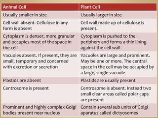 Animal Cell Plant Cell
Usually smaller in size Usually larger in size
Cell wall absent. Cellulose in any
form is absent
Cell wall made up of cellulose is
present.
Cytoplasm is denser, more granular
and occupies most of the space in
the cell
Cytoplasm is pushed to the
periphery and forms a thin lining
against the cell wall
Vacuoles absent. If present, they are
small, temporary and concerned
with excretion or secretion
Vacuoles are large and prominent.
May be one or more. The central
space in the cell may be occupied by
a large, single vacuole
Plastids are absent Plastids are usually present
Centrosome is present Centrosome is absent. Instead two
small clear areas called polar caps
are present
Prominent and highly complex Golgi
bodies present near nucleus
Contain several sub units of Golgi
aparatus called dictyosomes
 
