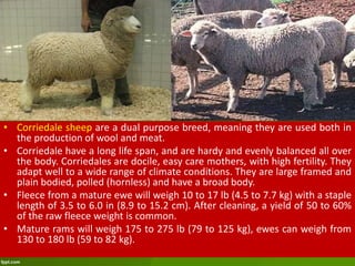Sheep C Overview of Goat and Sheep Prod'n & Mngt. and Breeds | PPTX
