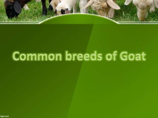 Overview of Goat and Sheep Prod'n & Mngt. and Breeds | PPTX