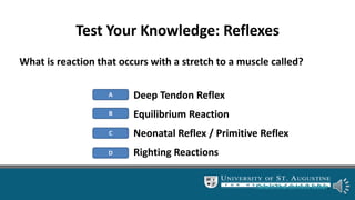 Test Your Knowledge: Reflexes
What is reaction that occurs with a stretch to a muscle called?
A
B
C
D
Deep Tendon Reflex
Equilibrium Reaction
Neonatal Reflex / Primitive Reflex
Righting Reactions
Select the correct letter.
 
