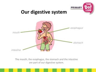 Our digestive system
The mouth, the esophagus, the stomach and the intestine
are part of our digestive system.
mouth
intestine
esophagus
stomach