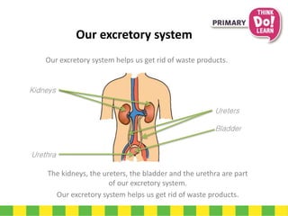 The kidneys, the ureters, the bladder and the urethra are part
of our excretory system.
Our excretory system helps us get rid of waste products.
Our excretory system
Kidneys
Ureters
Bladder
Urethra
Our excretory system helps us get rid of waste products.