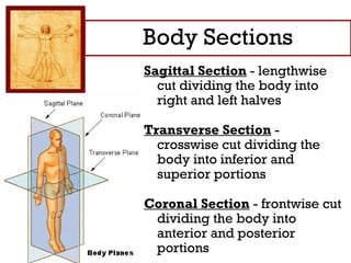 Anatomical positioning notes | PPT