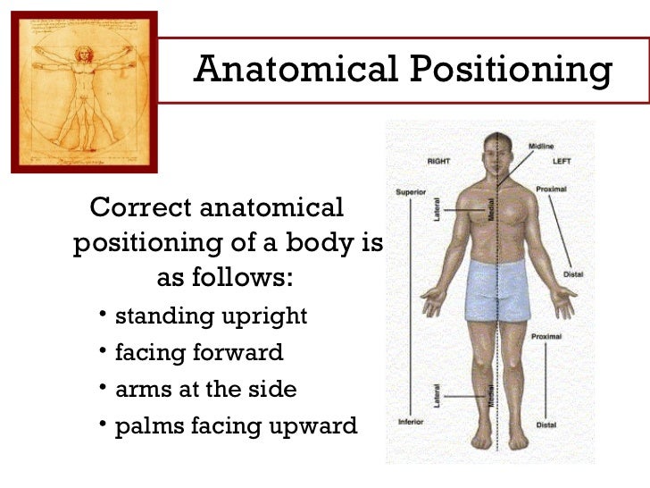 Anatomical positioning notes