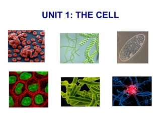 UNIT 1: THE CELL

 