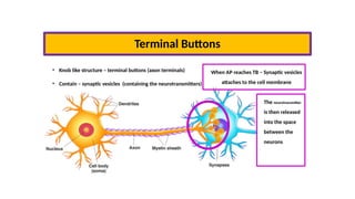 Unit one -The Nervous system presentation | PPTX