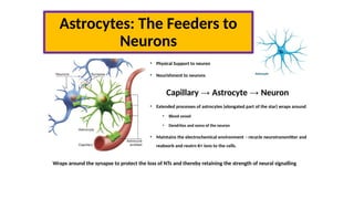 Unit one -The Nervous system presentation | PPTX