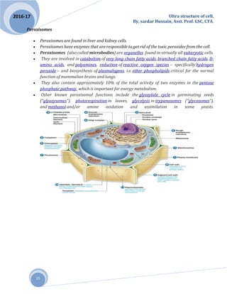 Ultra structure of cell,
By, sardar Hussain, Asst. Prof. GSC, CTA.
15
2016-17
Peroxisomes
 Peroxisomes are found in liver and kidney cells.
 Peroxisomes have enzymes that are responsible to get rid of the toxic peroxides from the cell.
 Peroxisomes (also called microbodies) are organelles found in virtually all eukaryotic cells.
 They are involved in catabolism of very long chain fatty acids, branched chain fatty acids, D-
amino acids, and polyamines, reduction of reactive oxygen species – specifically hydrogen
peroxide – and biosynthesis of plasmalogens, i.e. ether phospholipids critical for the normal
function of mammalian brains and lungs.
 They also contain approximately 10% of the total activity of two enzymes in the pentose
phosphate pathway, which is important for energy metabolism.
 Other known peroxisomal functions include the glyoxylate cycle in germinating seeds
("glyoxysomes"), photorespiration in leaves, glycolysis in trypanosomes ("glycosomes"),
and methanol and/or amine oxidation and assimilation in some yeasts.
 