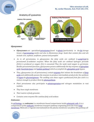 Ultra structure of cell,
By, sardar Hussain, Asst. Prof. GSC, CTA.
16
2016-17
Glyoxysomes:
 Glyoxysomes are specialized peroxisomes found in plants (particularly in the fat storage
tissues of germinating seeds) and also in filamentous fungi. Seeds that contain fats and oils
include corn, soybean, sunflower, peanut and pumpkin
 As in all peroxisomes, in glyoxysomes the fatty acids are oxidized to acetyl-CoA by
peroxisomal β-oxidation enzymes. When the fatty acids are oxidized hydrogen peroxide
(H2O2) is produced as oxygen (O2) is consumed. Thus the seeds need oxygen to germinate.
Besides peroxisomal functions, glyoxysomes possess additionally the key enzymes of glyoxylate
cycle (isocitrate lyase and malate synthase) which accomplish the glyoxylate cycle bypass.
 Thus, glyoxysomes (as all peroxisomes) contain enzymes that initiate the breakdown of fatty
acids and additionally possess the enzymes to produce intermediate products for the synthesis
of sugars by gluconeogenesis. The seedling uses these sugars synthesized from fats until it is
mature enough to produce them by photosynthesis.
 Plant peroxisomes also participate in photorespiration and nitrogen metabolism in root
nodules.
 They have single membrane.
 Their matrix is finely granular.
 Contains some enzymes like catalase fatty acid oxidase.
Endosome:
In cell biology, an endosome is a membrane-bound compartment inside eukaryotic cells. It is a
compartment of the endocytic membrane transport pathway originating from the trans Golgi
membrane. Molecules or ligands internalized from the plasma membrane can follow this pathway all
 