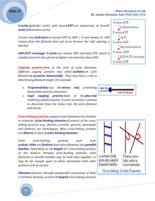 Ultra structure of cell,
By, sardar Hussain, Asst. Prof. GSC, CTA.
22
2016-17
G-actin (globular actin) with bound ATP can polymerize, to form F-
actin (filamentous actin).
F-actin may hydrolyze its bound ATP to ADP + Pi and release Pi. ADP
release from the filament does not occur because the cleft opening is
blocked.
ADP/ATP exchange: G-actin can release ADP and bind ATP, which is
usually present in the cytosol at higher concentration than ADP.
Capping proteins bind at the ends of actin filaments.
Different capping proteins may either stabilize an actin
filament or promote disassembly. They may have a role in
determining filament length. For example:
 Tropomodulins cap the minus end, preventing
dissociation of actin monomers.
 CapZ capping protein binds to the plus end,
inhibiting polymerization. If actin monomers continue
to dissociate from the minus end, the actin filament
will shrink.
Cross-linking proteins organize actin filaments into bundles
or networks. Actin-binding domains of several of the cross-
linking proteins (e.g., filamin, a-actinin, spectrin, dystrophin
and fimbrin) are homologous. Most cross-linking proteins
are dimeric or have 2 actin-binding domains.
Some actin-binding proteins such as a-
actinin, villin and fimbrin bind actin filaments into parallel
bundles. Depending on the length of a cross-linking protein,
or the distance between actin-binding domains, actin
filaments in parallel bundles may be held close together, or
may be far enough apart to allow interaction with other
proteins such as myosin.
Filamins dimerize, through antiparallel association of their
C-terminal domains, to form V-shaped cross-linking proteins
 