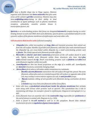 Ultra structure of cell,
By, sardar Hussain, Asst. Prof. GSC, CTA.
23
2016-17
that have a flexible shape due to hinge regions. Filamins
organize actin filaments into loose networks that give some
areas of the cytosol a gel-like consistency. Filamins may also
have scaffolding rolesrelating to their ability to bind
constituents of signal pathways such as plasma membrane
receptors, calmodulin, caveolin, protein kinase C,
transcription factors, etc.
Spectrin is an actin-binding protein that forms an elongated tetrameric complex having an actin-
binding domain at each end. With short actin filaments, spectrin forms a cytoskeletal network on the
cytosolic surface of the plasma membrane of erythrocytes and some other cells.
Cell structures that involve actin (selected examples):
 Filopodia (also called microspikes) are long, thin and transient processes that extend out
from the cell surface. Bundles of parallel actin filaments, with their plus ends oriented toward
the filopodial tip, are cross-linked within filopodia by a small actin-binding protein such
as fascin. The closely spaced actin filaments provide stiffness.
 Microvilli are shorter and more numerous protrusions of the cell surface found in some
cells. Tightly bundled actin filaments within these structures also have their plus
ends oriented toward the tip. Small cross-linking proteins such as fimbrin and villin bind
actin filaments together within microvilli.
 Lamellipodia are thin but broad projections at the edge of a mobile cell. Lamellipodia
are dynamic structures, constantly changing shape.
 Stress fibers form when a cell makes stable connections to a substrate.
o Bundles of actin filaments extend from the cell surface through the cytosol. The actin
filaments, whose plus ends are oriented toward the cell surface on opposite sides of the
cell, may overlap in more interior regions of a cell, in anti-parallel arrays
o Myosin mediates sliding of anti-parallel actin filaments during contraction of stress
fibers.
o a-Actinin may cross-link actin filaments within stress fibers.
 Some cells have a cytoskeletal network just inside the plasma membrane that includes
actin along with various other proteins such as spectrin. This cytoskeleton has a role in
maintaining cell shape. An example is found in erythrocytes. Diagram & micrograph in A. p.
603.
 Actin filaments have an essential role in the contractile ring responsible for cytokinesis at
the end of mitosis in animal cells. Diagram in A. p. 1054.
 Actin is found in the cell nucleus as well as in the cytoplasm. Recent data indicate
involvement of actin in regulation of gene transcription.
 