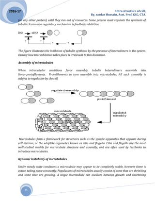 Ultra structure of cell,
By, sardar Hussain, Asst. Prof. GSC, CTA.
25
2016-17
(or any other protein) until they run out of resources. Some process must regulate the synthesis of
tubulin. A common regulatory mechanism is feedback inhibition.
The figure illustrates the inhibition of tubulin synthesis by the presence of heterodimers in the system.
Exactly how that inhibition takes place is irrelevant to this discussion.
Assembly of microtubules
When intracellular conditions favor assembly, tubulin heterodimers assemble into
linear protofilaments. Protofilaments in turn assemble into microtubules. All such assembly is
subject to regulation by the cell.
Microtubules form a framework for structures such as the spindle apparatus that appears during
cell division, or the whiplike organelles known as cilia and flagella. Cilia and flagella are the most
well-studied models for microtubule structure and assembly, and are often used by textbooks to
introduce microtubules.
Dynamic instability of microtubules
Under steady state conditions a microtubule may appear to be completely stable, however there is
action taking place constantly. Populations of microtubules usually consist of some that are shrinking
and some that are growing. A single microtubule can oscillate between growth and shortening
 