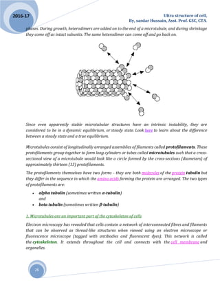 Ultra structure of cell,
By, sardar Hussain, Asst. Prof. GSC, CTA.
26
2016-17
phases. During growth, heterodimers are added on to the end of a microtubule, and during shrinkage
they come off as intact subunits. The same heterodimer can come off and go back on.
Since even apparently stable microtubular structures have an intrinsic instability, they are
considered to be in a dynamic equilibrium, or steady state. Look here to learn about the difference
between a steady state and a true equilibrium.
Microtubules consist of longitudinally arranged assemblies of filaments called protofilaments. These
protofilaments group together to form long cylinders or tubes called microtubules such that a cross-
sectional view of a microtubule would look like a circle formed by the cross-sections (diameters) of
approximately thirteen (13) protofilaments.
The protofilaments themselves have two forms - they are both molecules of the protein tubulin but
they differ in the sequence in which the amino acids forming the protein are arranged. The two types
of protofilaments are:
 alpha tubulin (sometimes written α-tubulin)
and
 beta tubulin (sometimes written β-tubulin)
1. Microtubules are an important part of the cytoskeleton of cells
Electron microscopy has revealed that cells contain a network of interconnected fibres and filaments
that can be observed as thread-like structures when viewed using an electron microscope or
fluorescence microscope (tagged with antibodies and fluorescent dyes). This network is called
the cytoskeleton. It extends throughout the cell and connects with the cell membrane and
organelles.
 