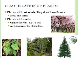 CLASSIFICATION OF PLANTS:
   Plants without seeds: They don’t have flowers.
     Moss   and ferns.
   Plants with seeds:
     Gymnosperms   . Ex: fir tree
     Angiosperms. Ex: almond tree
 