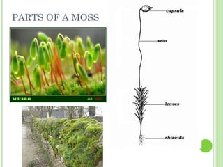 PARTS OF A MOSS
 