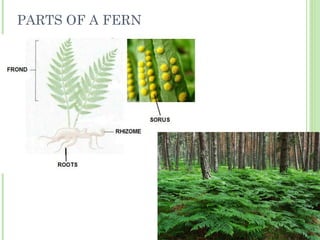 PARTS OF A FERN
 