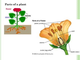 Parts of a plant
 