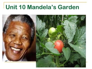 Unit 10 Mandela’s Garden

 