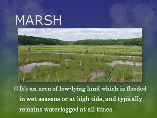 It’s an area of low-lying land which is flooded
  in wet seasons or at high tide, and typically
  remains waterlogged at all times.
 