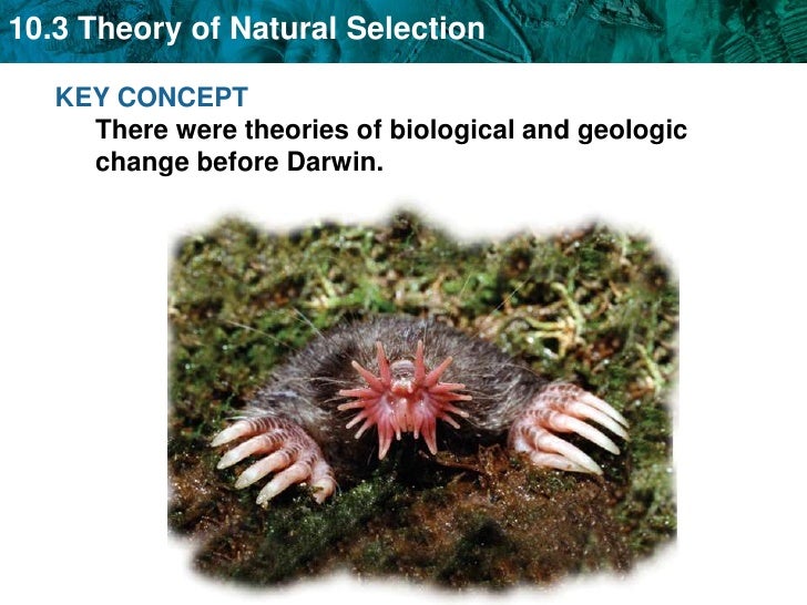 Animals In Natural Selection Animals In Natural Selection