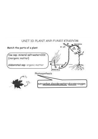 Unit 10.plant