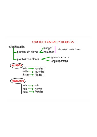 Unit 10.plantas y hongos