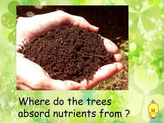 Where do the trees
absord nutrients from ?
 