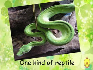 One kind of reptile
 