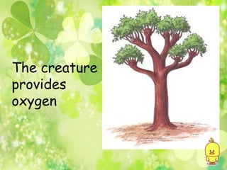 The creature
provides
oxygen
 