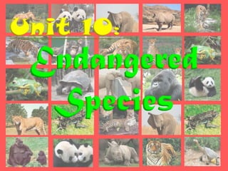 Unit 10:
 Endangered
  Species
 
