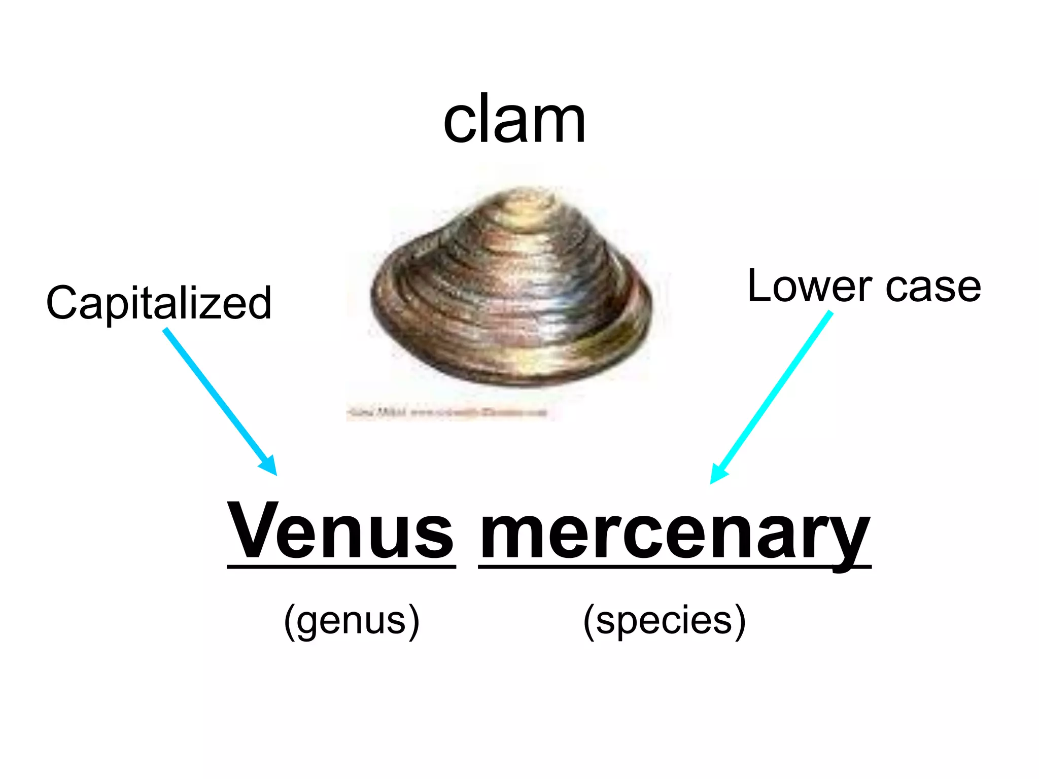 Venus mercenary
(genus)
clam
Lower caseCapitalized
(species)
 