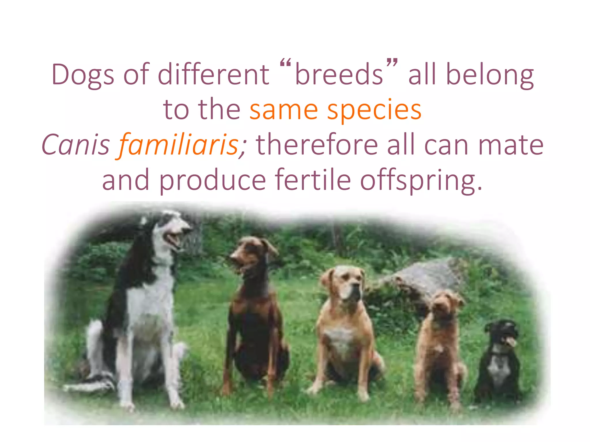 Dogs of different “breeds” all belong
to the same species
Canis familiaris; therefore all can mate
and produce fertile offspring.
 