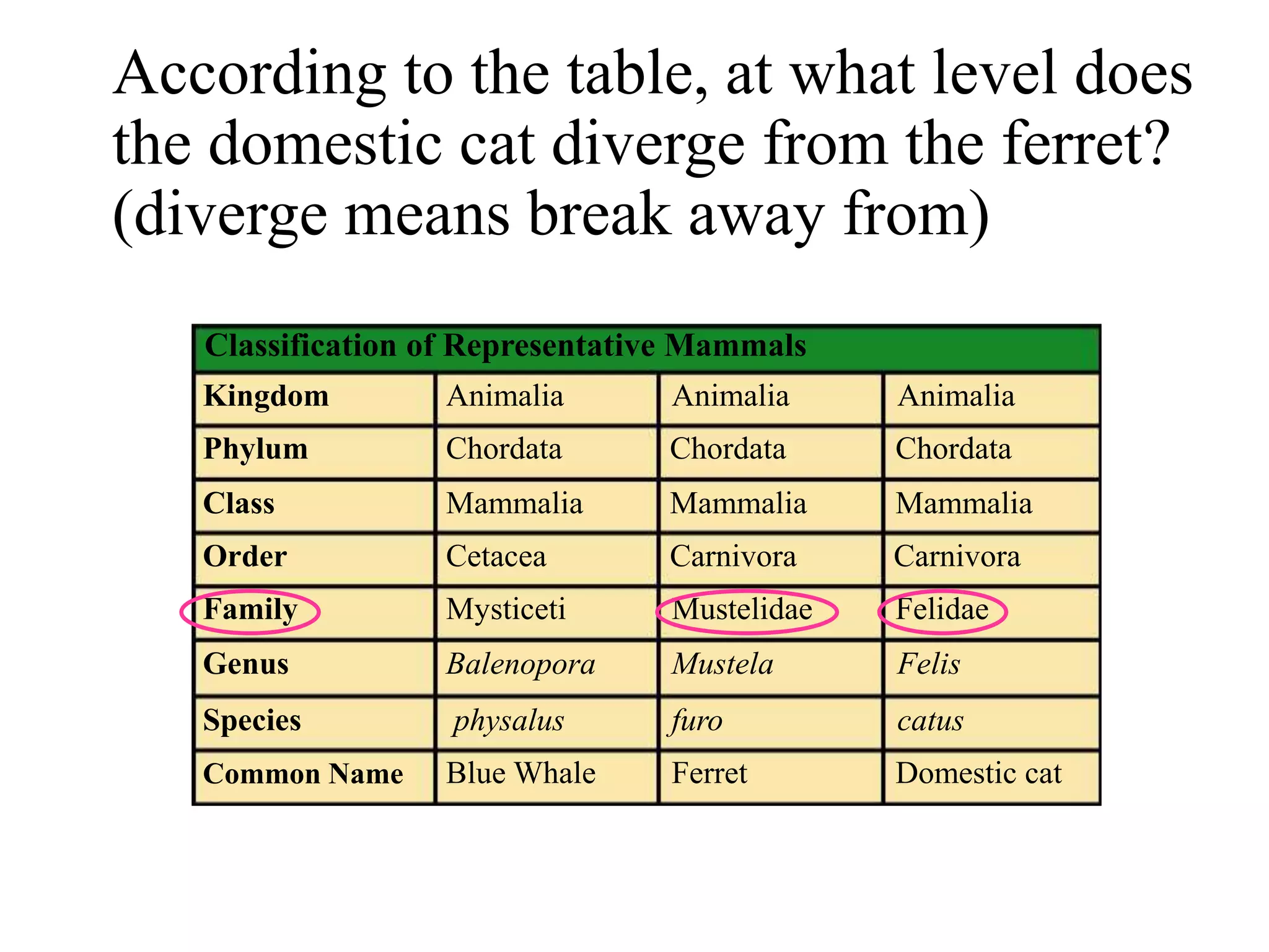 According to the table, at what level does
the domestic cat diverge from the ferret?
(diverge means break away from)
Classification of Representative Mammals
Kingdom
Phylum
Class
Order
Family
Genus
Species
Common Name
Animalia
Chordata
Mammalia
Cetacea
Mysticeti
Balenopora
physalus
Blue Whale
Animalia Animalia
Chordata Chordata
Mammalia Mammalia
Carnivora Carnivora
Mustelidae Felidae
Mustela Felis
furo catus
Ferret Domestic cat
 