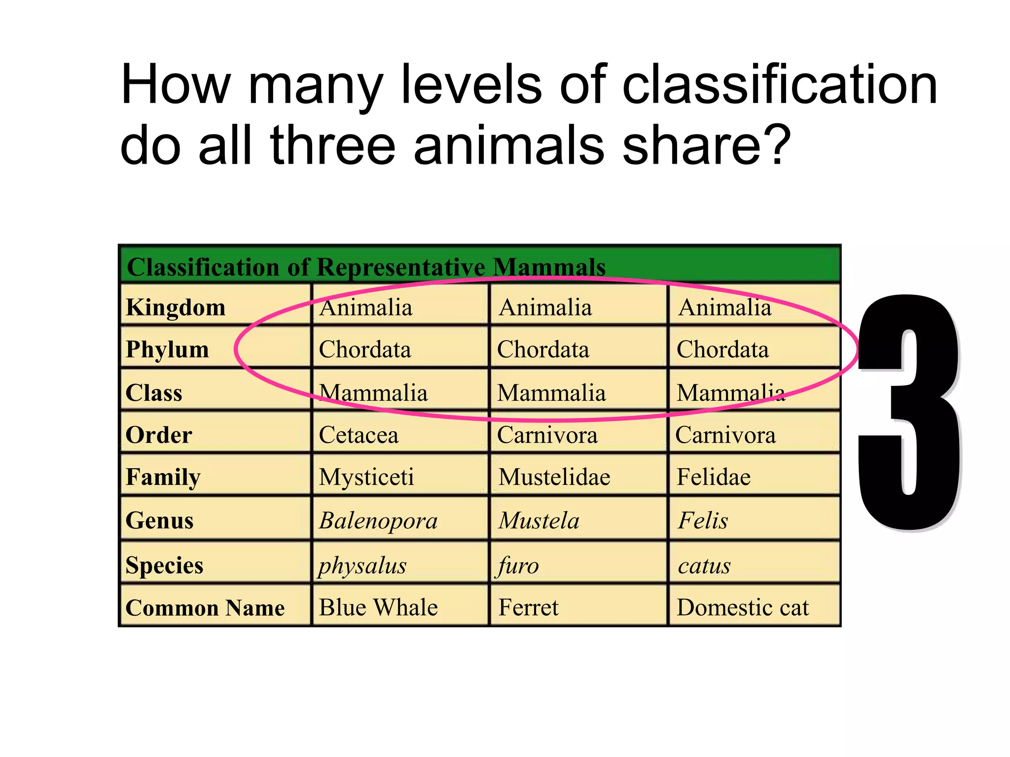How many levels of classification
do all three animals share?
Classification of Representative Mammals
Kingdom
Phylum
Class
Order
Family
Genus
Species
Common Name
Animalia
Chordata
Mammalia
Cetacea
Mysticeti
Balenopora
physalus
Blue Whale
Animalia Animalia
Chordata Chordata
Mammalia Mammalia
Carnivora Carnivora
Mustelidae Felidae
Mustela Felis
furo catus
Ferret Domestic cat
 