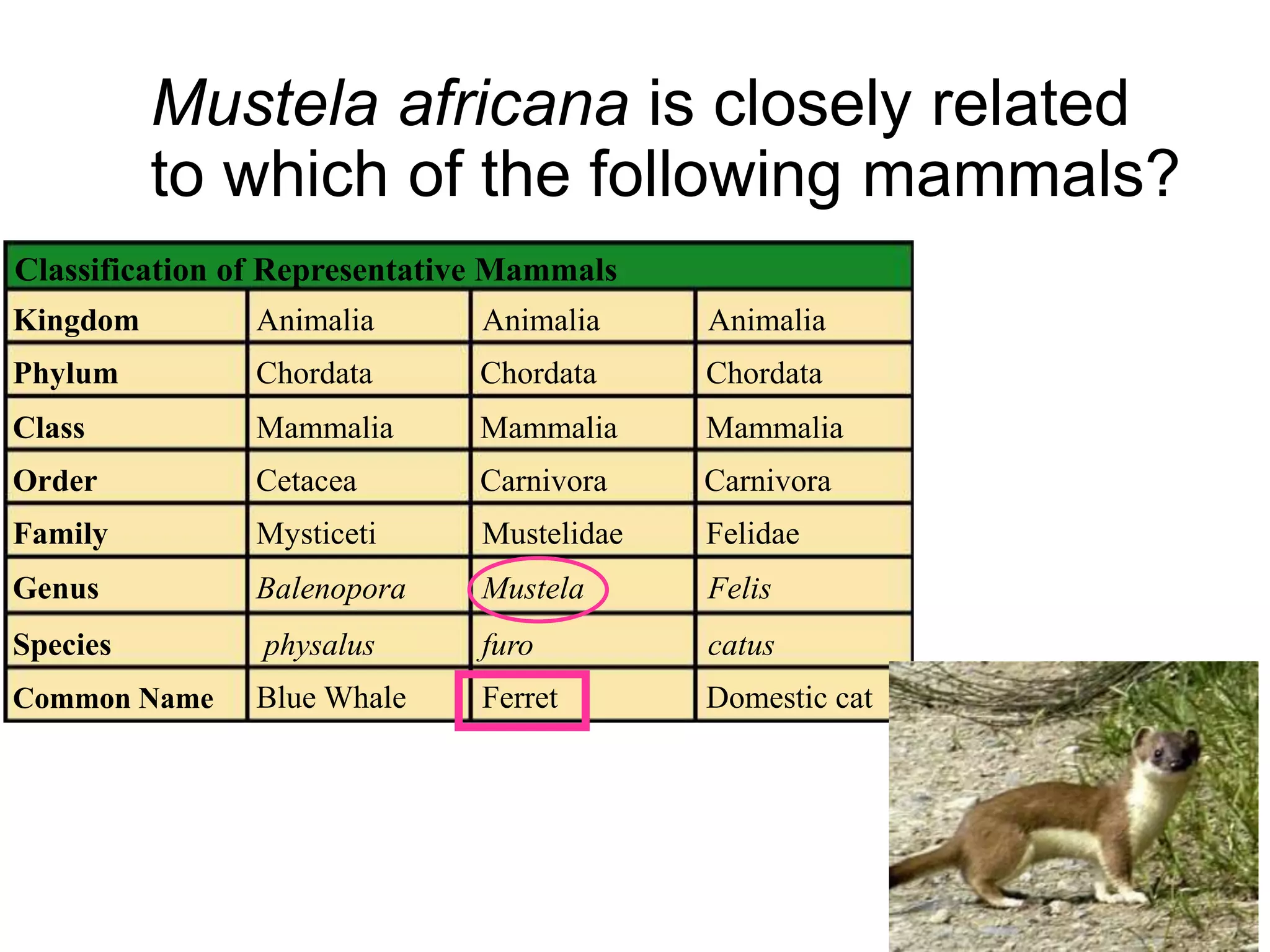 Mustela africana is closely related
to which of the following mammals?
Classification of Representative Mammals
Kingdom
Phylum
Class
Order
Family
Genus
Species
Common Name
Animalia
Chordata
Mammalia
Cetacea
Mysticeti
Balenopora
physalus
Blue Whale
Animalia Animalia
Chordata Chordata
Mammalia Mammalia
Carnivora Carnivora
Mustelidae Felidae
Mustela Felis
furo catus
Ferret Domestic cat
 