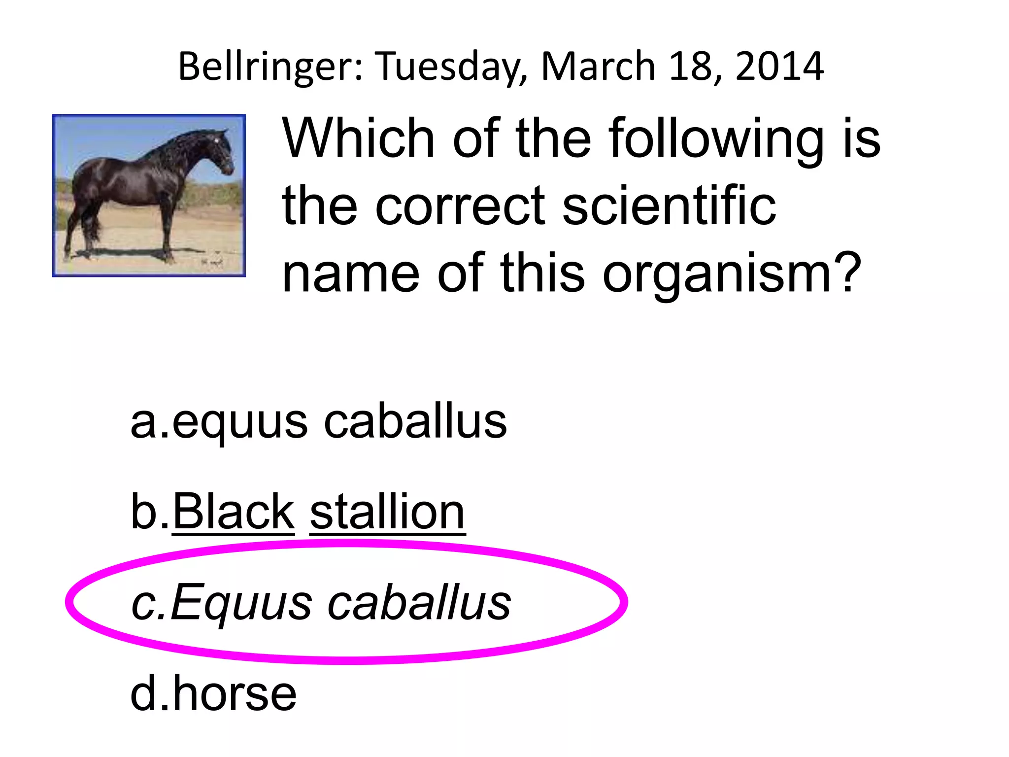 Bellringer: Tuesday, March 18, 2014
Which of the following is
the correct scientific
name of this organism?
a.equus caballus
b.Black stallion
c.Equus caballus
d.horse
 