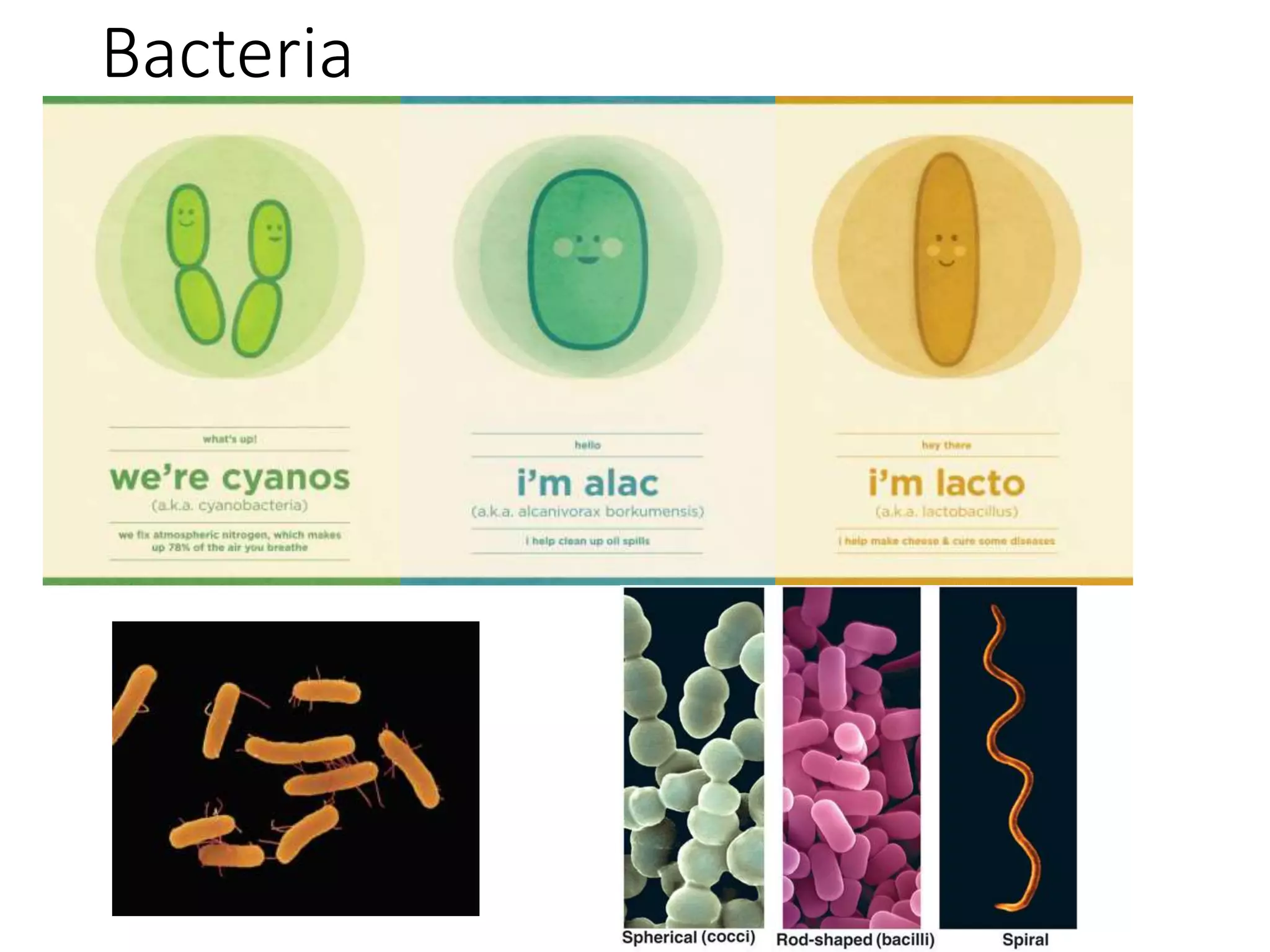 Bacteria
 