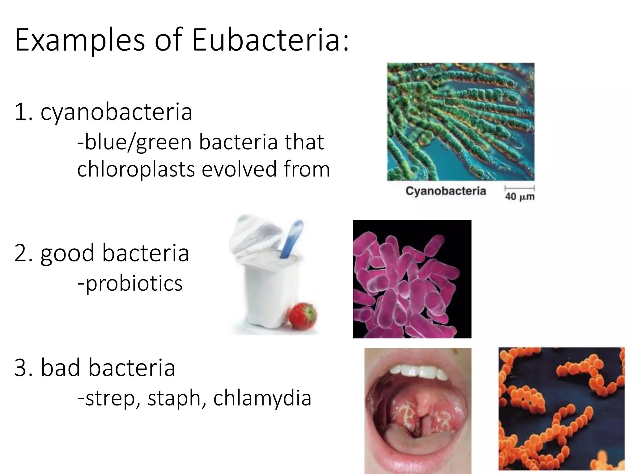 Examples of Eubacteria:
1. cyanobacteria
-blue/green bacteria that
chloroplasts evolved from
2. good bacteria
-probiotics
3. bad bacteria
-strep, staph, chlamydia
 