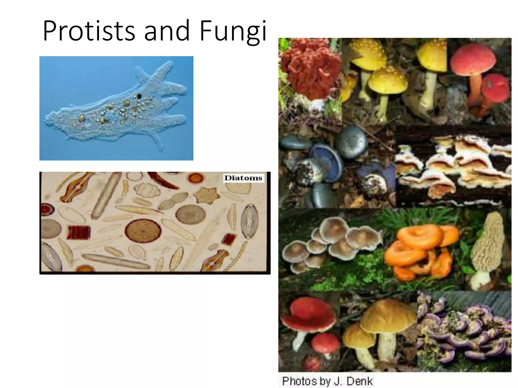 Protists and Fungi
 