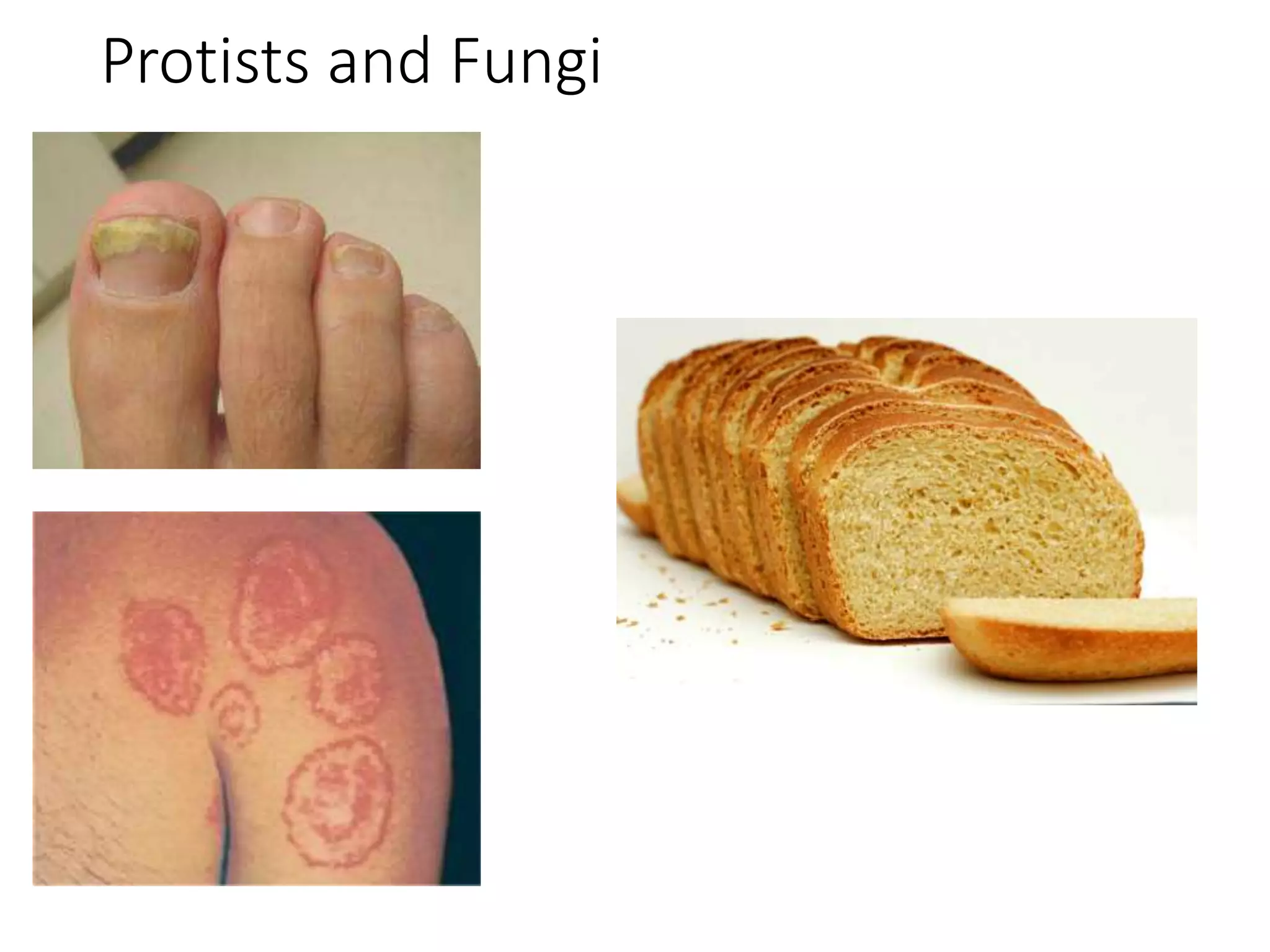 Protists and Fungi
 