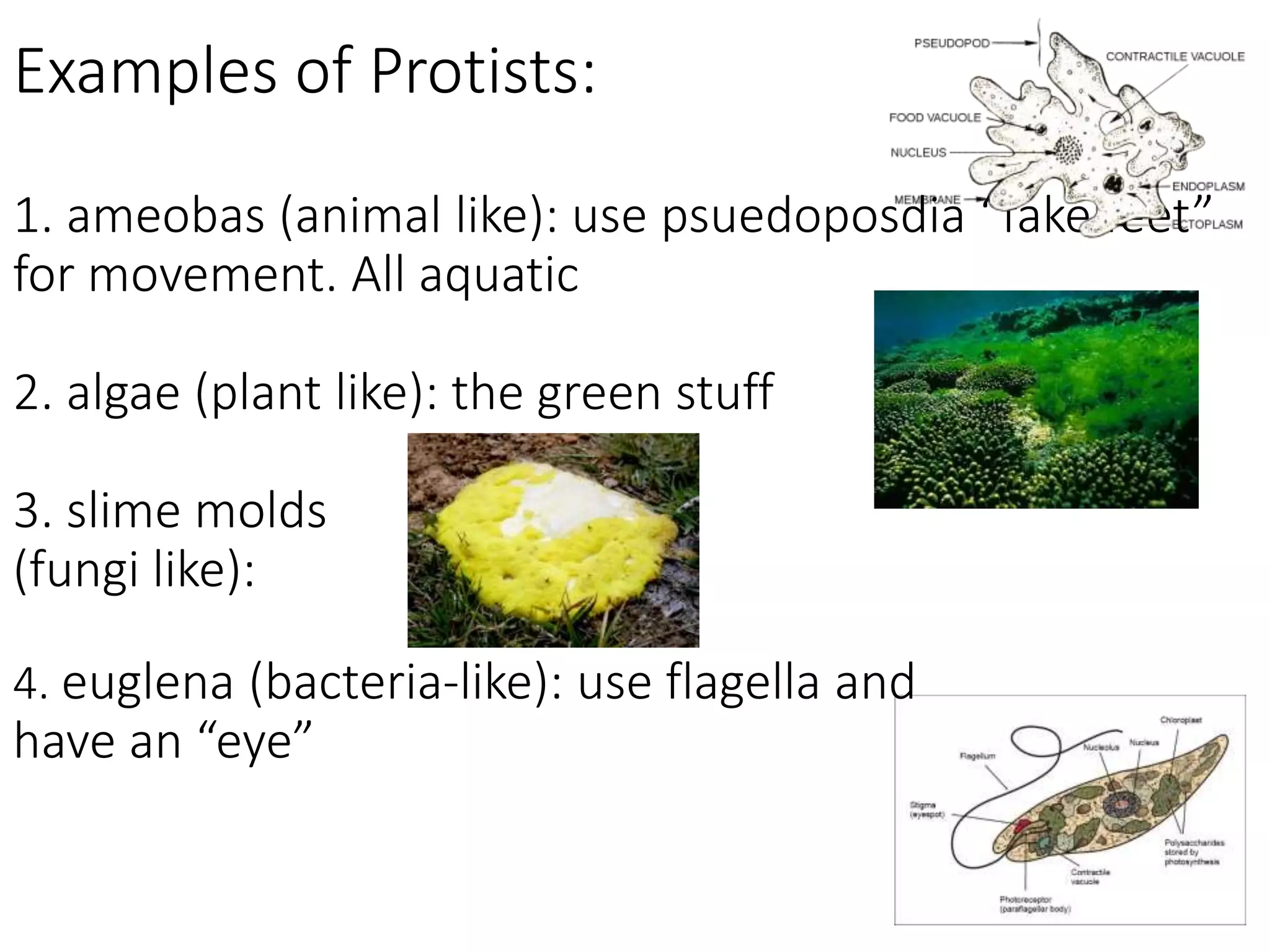 Examples of Protists:
1. ameobas (animal like): use psuedoposdia “fake feet”
for movement. All aquatic
2. algae (plant like): the green stuff
3. slime molds
(fungi like):
4. euglena (bacteria-like): use flagella and
have an “eye”
 