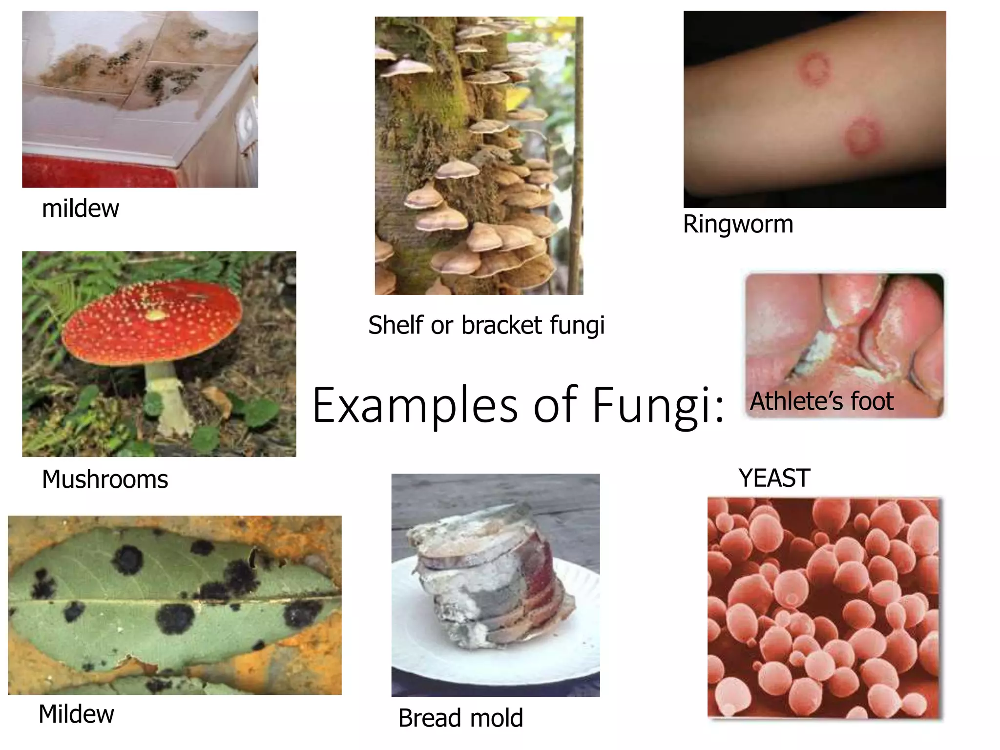 Examples of Fungi:
mildew
Bread mold
Shelf or bracket fungi
YEASTMushrooms
Mildew
Ringworm
Athlete’s foot
 
