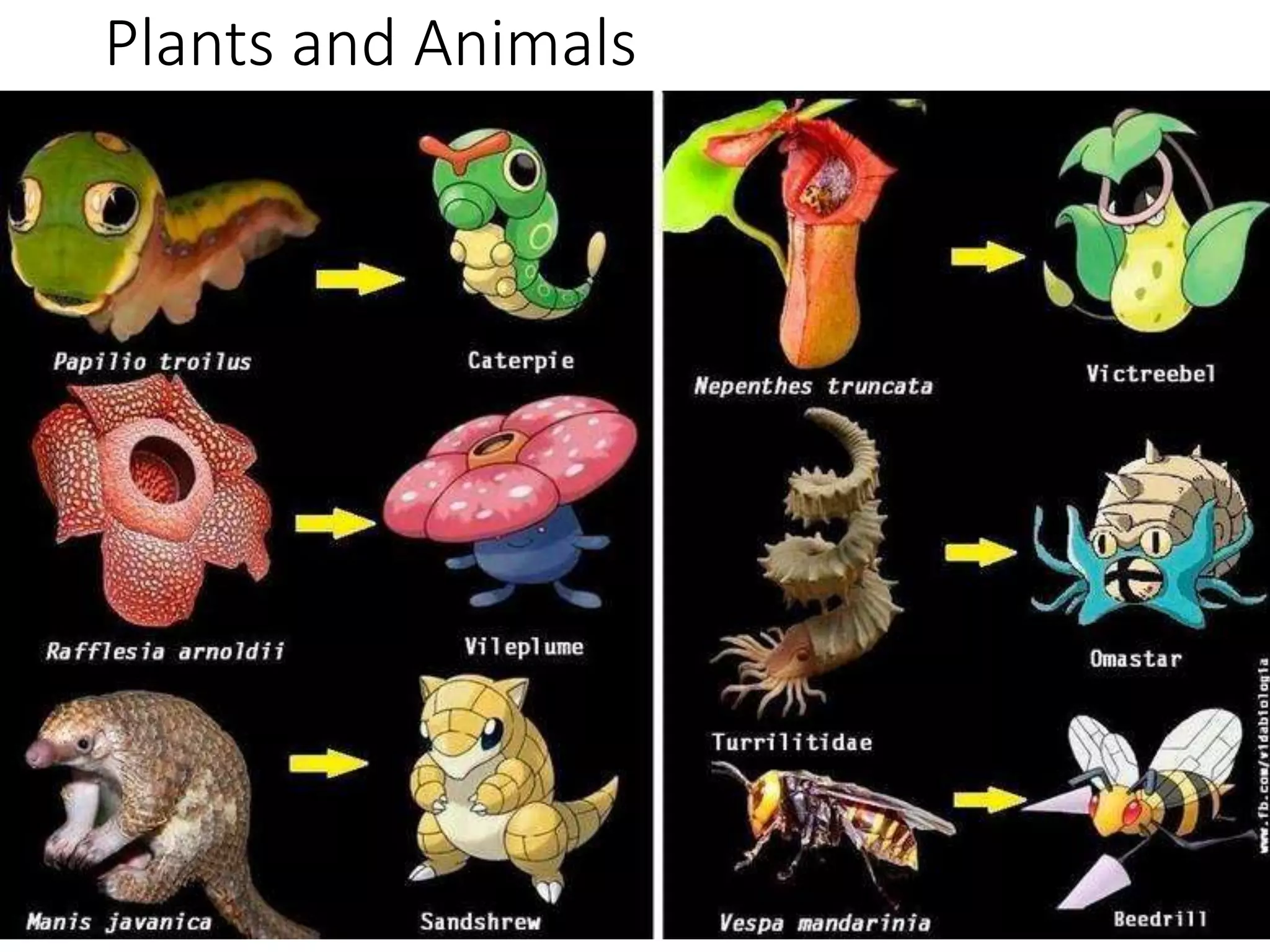 Plants and Animals
 