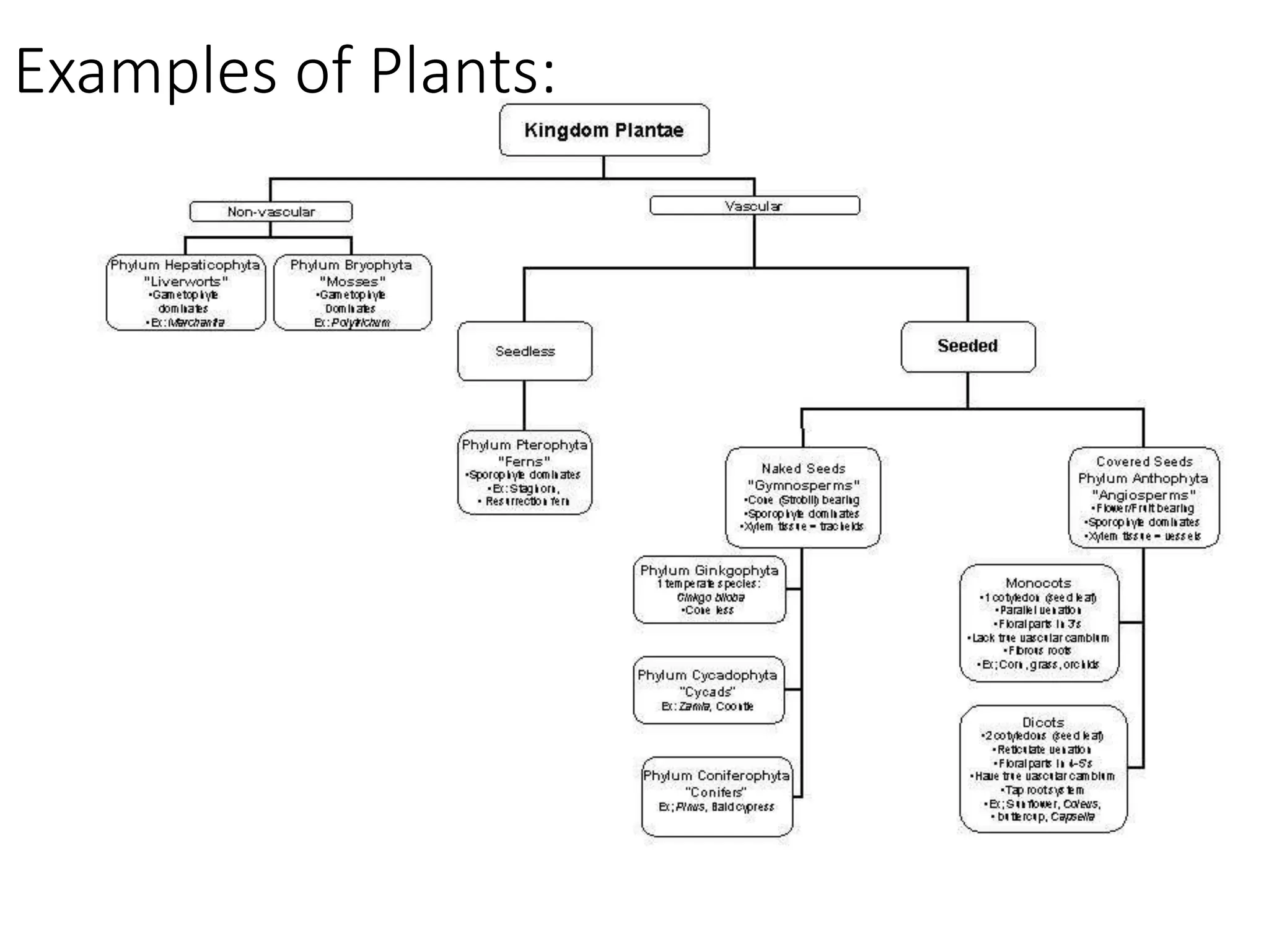 Examples of Plants:
 
