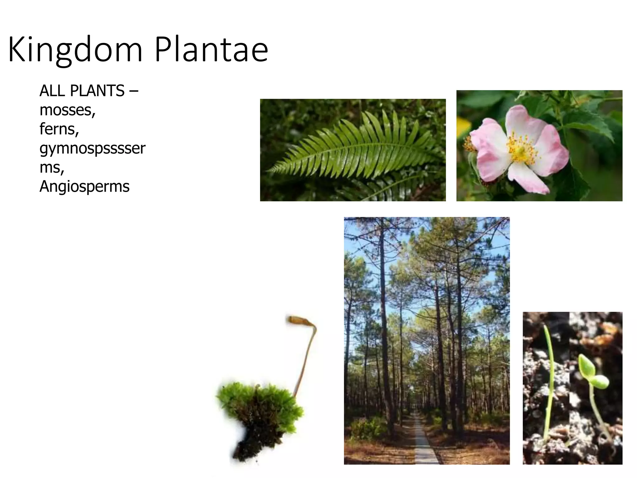 Kingdom Plantae
ALL PLANTS –
mosses,
ferns,
gymnospsssser
ms,
Angiosperms
 